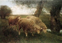 Weidende Schafe am Grödenbach